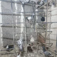 جوجه کفتر