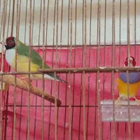 فنچ گلدین بنگالی