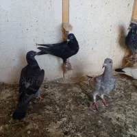 تعدادی کبوتر