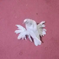 کفتر کلاهی پاپر گرهه