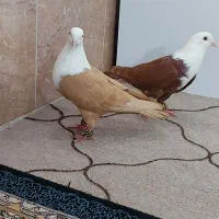 کلاغ