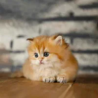 توله گربه پرشین گارفیلدی دوماهه
