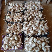 فروش سیر درشت