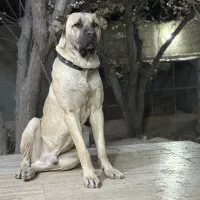 سگ سراب اصیل