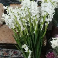 رز قرمز
