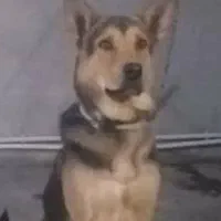 فروش سگ