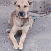 سگ سرابی جوان گله ای