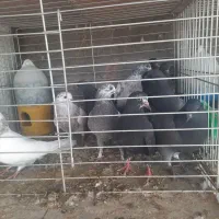 بچه کفتر کاردرست