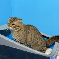 یک عدد گربه اسکاتیش فولد نژاد اصیل و یک عدد بریتش