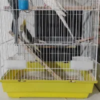 فروش عروس هلندی