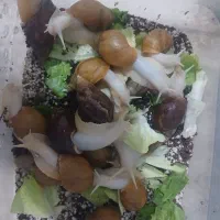 حلزون
