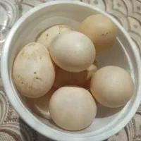 تخم اردک اسرائیلی