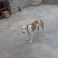 سگ دورگ|سگ|صحنه, |دیوار