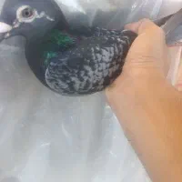 یه جفت عطیقه