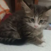 گربه|گربه|زنجان, |دیوار