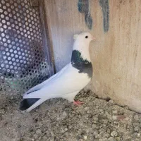 طوقی کاکلی