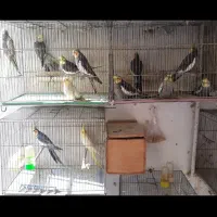 طوطی عروس مولد