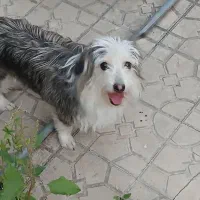 سگ.۱،۵۰۰