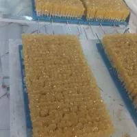 نبات