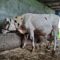 گوساله نروماده هلشتاین صنعتی اصیل کشت وصنعت