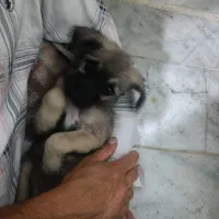 توله شیتزو