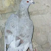 کبوتر