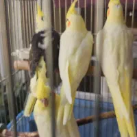 عروس هلندی
