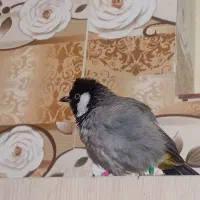 سهره|پرنده|جوکار, |دیوار
