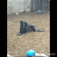 سگ لاس قدرجونی