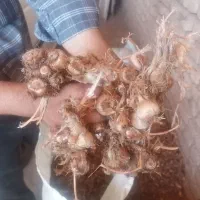 فروش کود زعفران