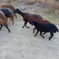 گوسفند سالم و خوش خوراک