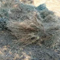 علوفه خشک وتمیزباغی