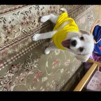 سگ توله ماده اشپیتز