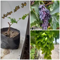 فروش انواع نهال انگور ایرانی و خارجی