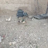 غاز