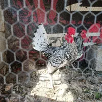 خروس
