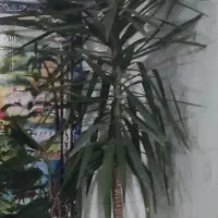 گل۲۲ساله