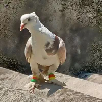 کبوتر