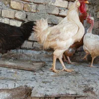 خروس سفید