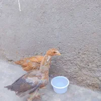 ۴عدد جوجه لاری اصیل