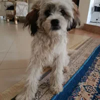 واگذاری سگ