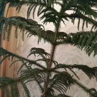 گل های آپارتمانی
