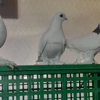 کبوتر