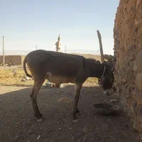 الاغ