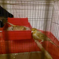 قناری نرو ماده