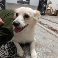 سگ میکس اشپیتز پامر