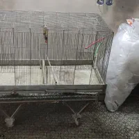 قفس پرنده
