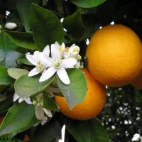 تور جشنواره بهار نارنج
