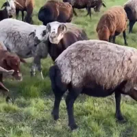 گوسفند زنده پردیس جاجرود بومهن