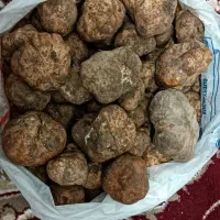 دنبل پاک کرده آماده